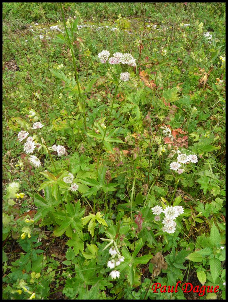 grande astrance-astrantia major-apiacée