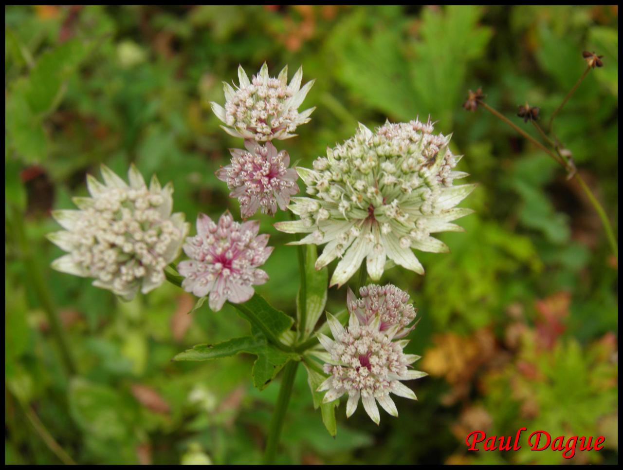 grande astrance-astrantia major-apiacée