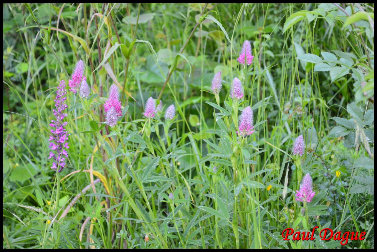 trèfle rouge-trifolium rubens-fabacée