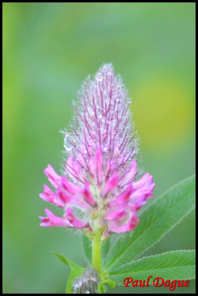 trèfle rouge-trifolium rubens-fabacée