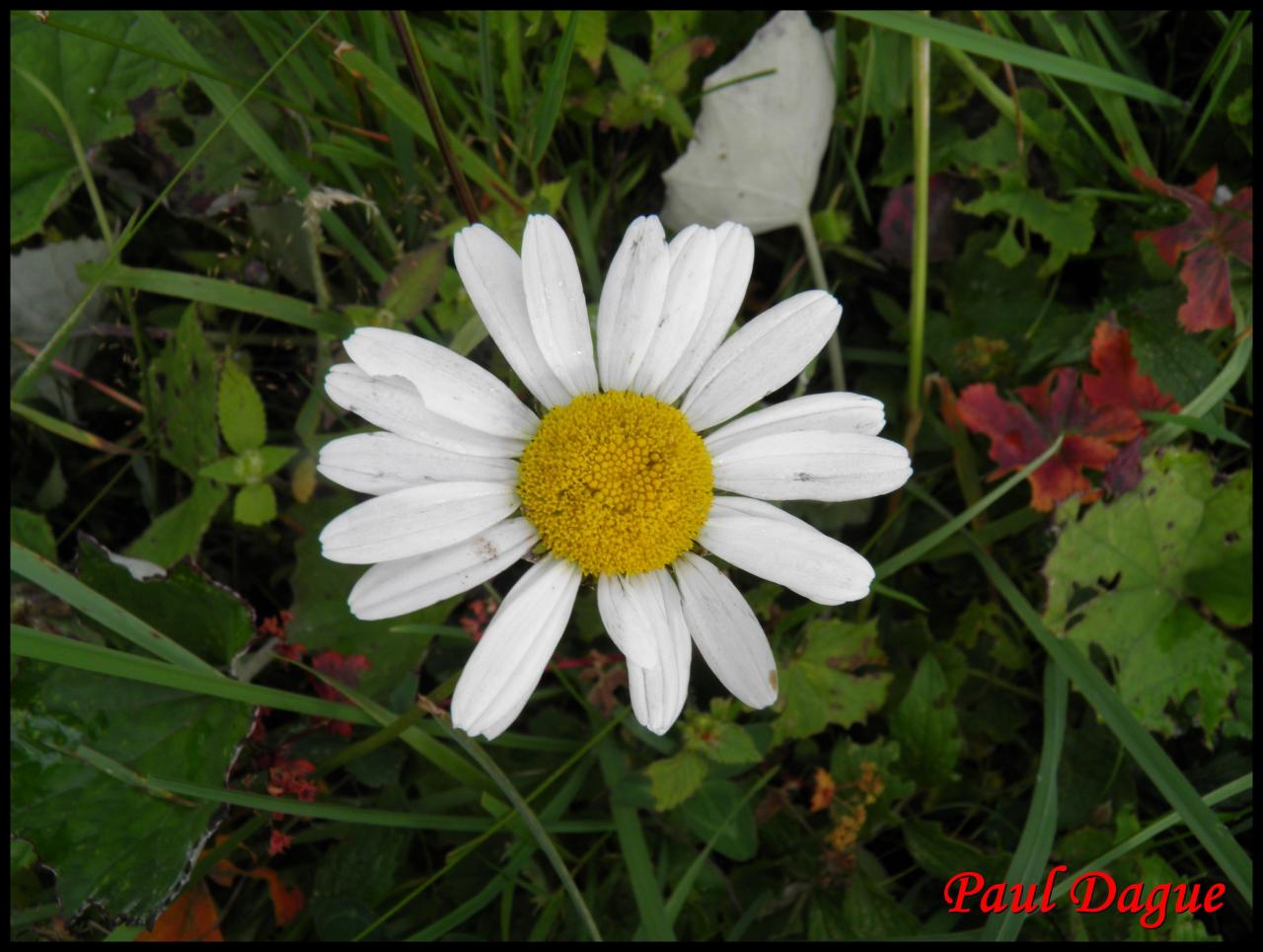 marguerite-leucanthenum vulgare-astéracée