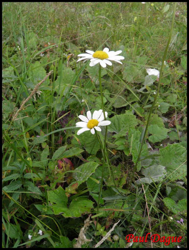 marguerite-leucanthenum vulgare-astéracée