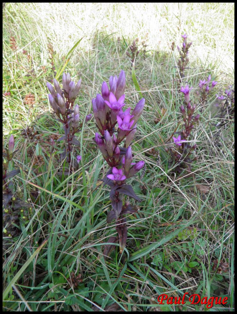 gentiane d'Allemagne-gentianella germanica-gentianacée