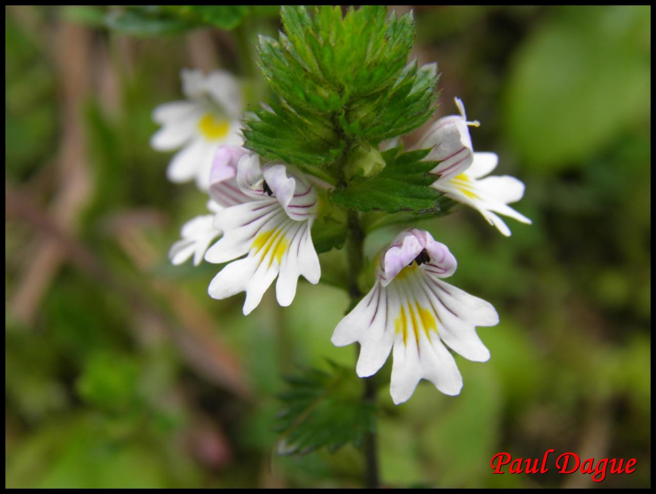 casse lunette-euphrasia officinalis-scrophulariacée