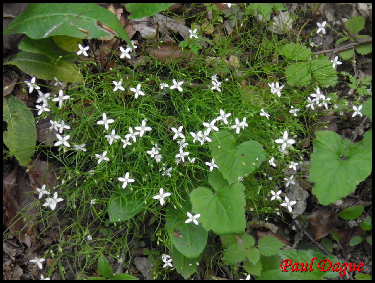 moehringe mousse-moehringia muscosa-caryophyllacée