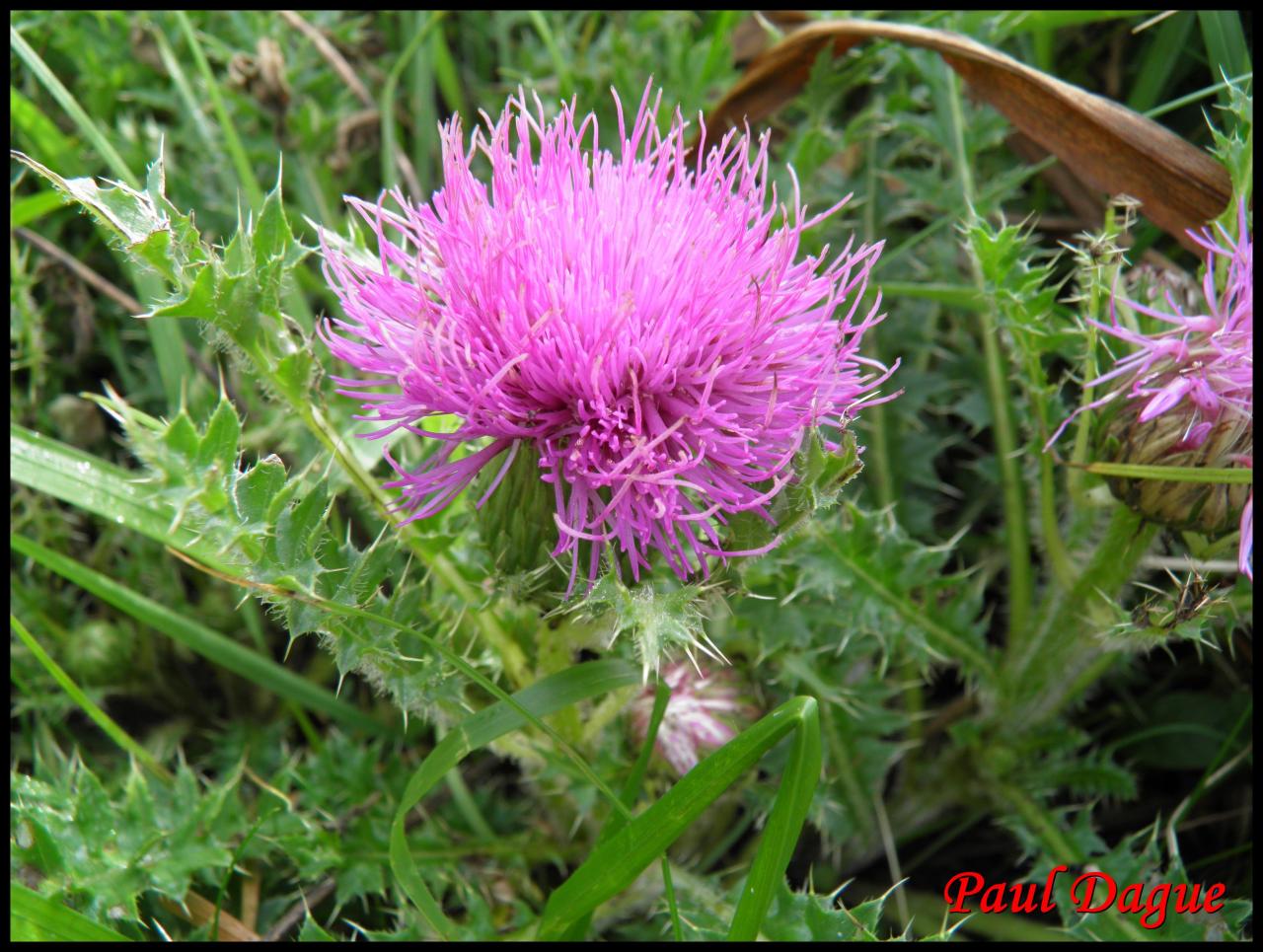 chardon décapité-carduus defloratus-astéracée