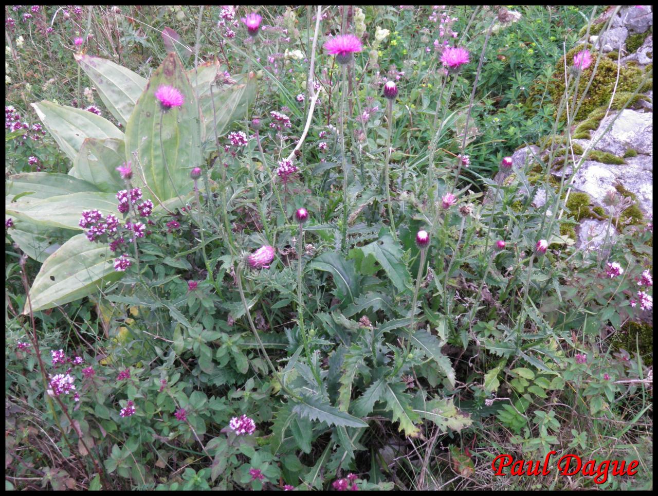 chardon décapité-carduus defloratus-astéracée