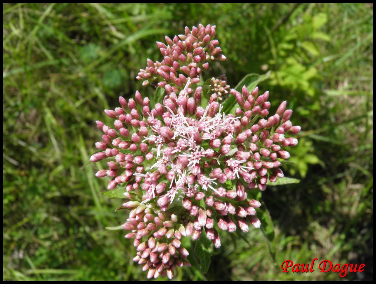 eupatoire chanvrine-eupatorium cannabinum-astéracée