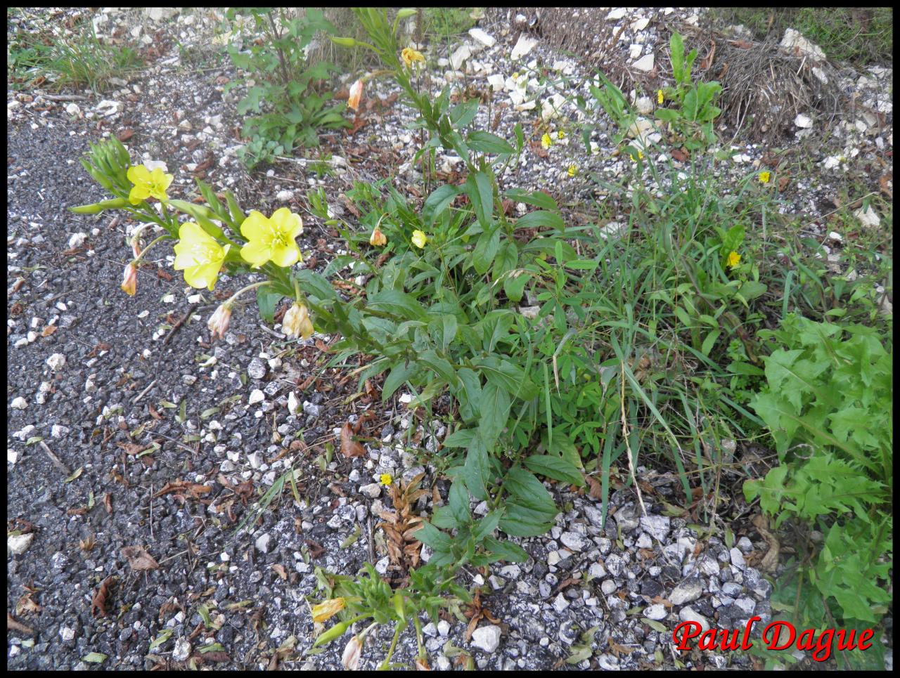 onagre bisannuelle-oenothera biennis-onagracée