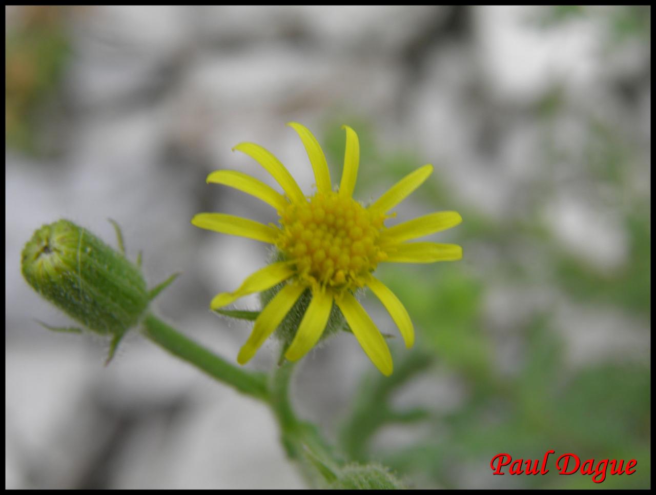 sénéçon visqueux-senecio viscosus-astéracée