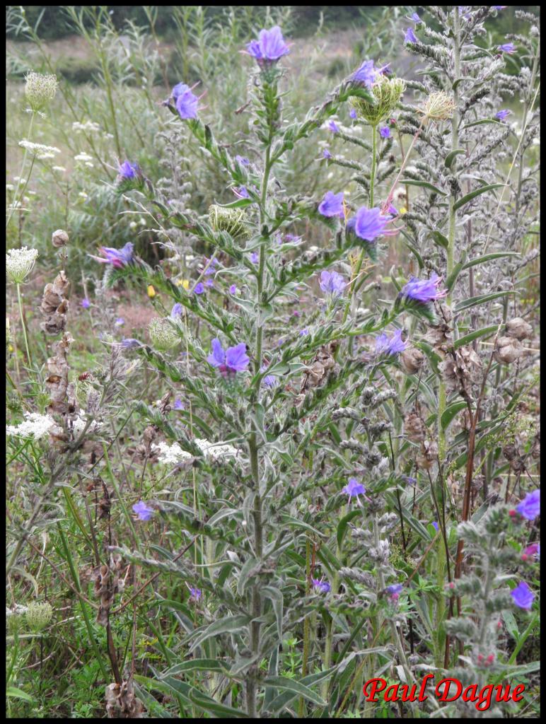 vipérine commune-echium vulgare-boraginacée