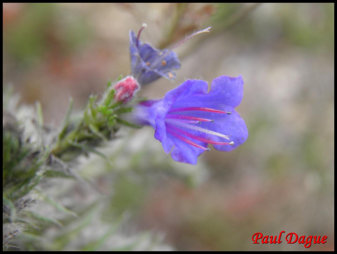 vipérine commune-echium vulgare-boraginacée