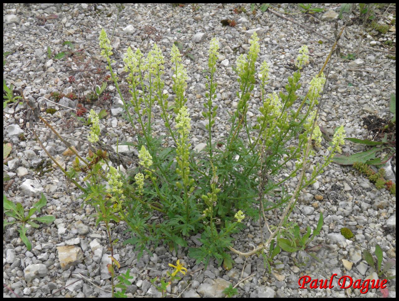 réséda jaune-reseda lutea-résédacée