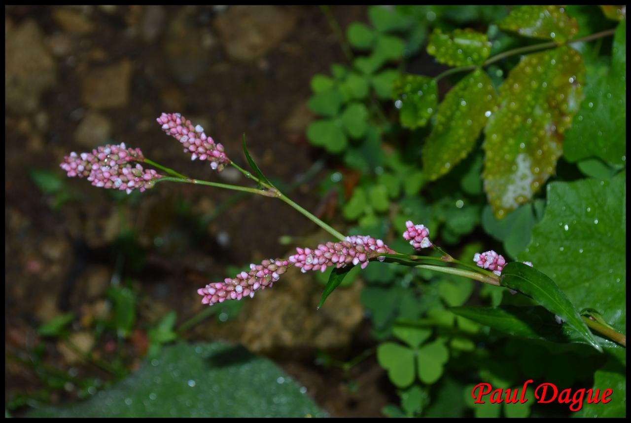 renouée persicaire-polygonum persicaria-polygonacée