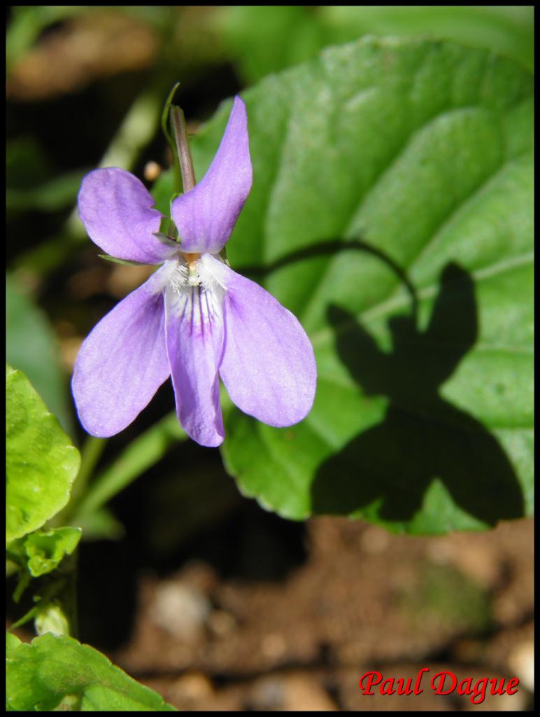 violette des chiens-viola canina-violacée