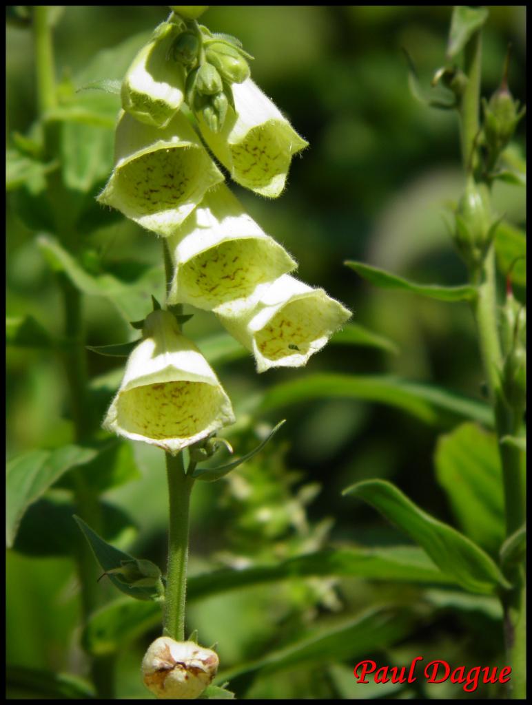 digitale a grandes fleurs-digitalis grandiflora-scrofulariacée