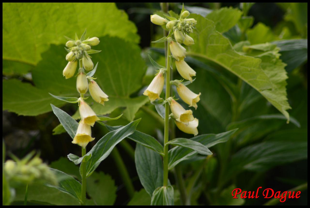 digitale a grandes fleurs-digitalis grandiflora-scrophulariacée