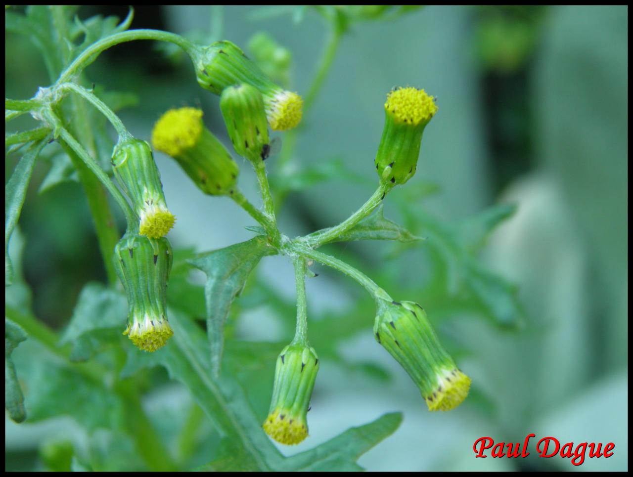 sénéçon commun-senecio vulgaris-astéracée