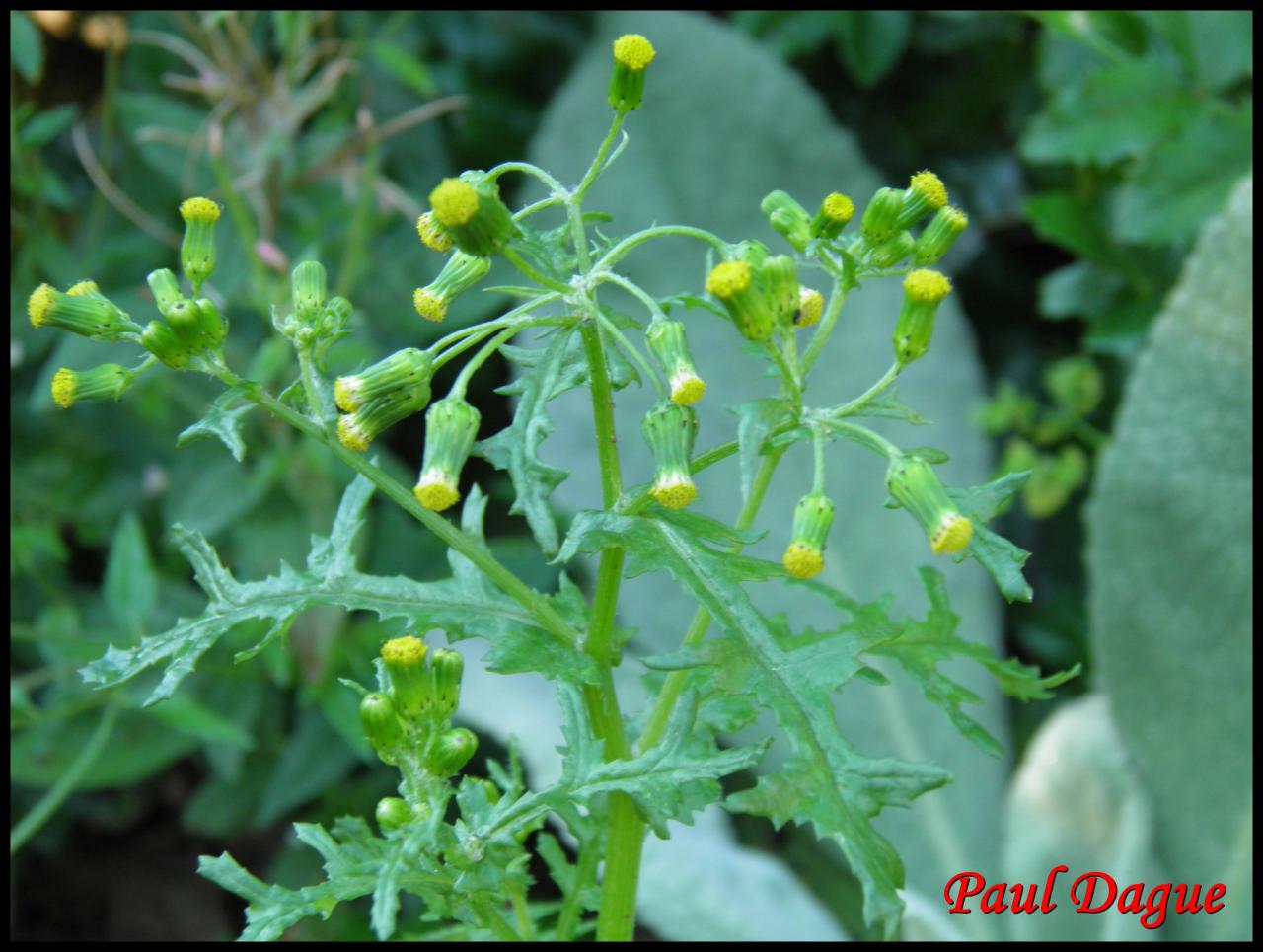 sénéçon commun-senecio vulgaris-astéracée