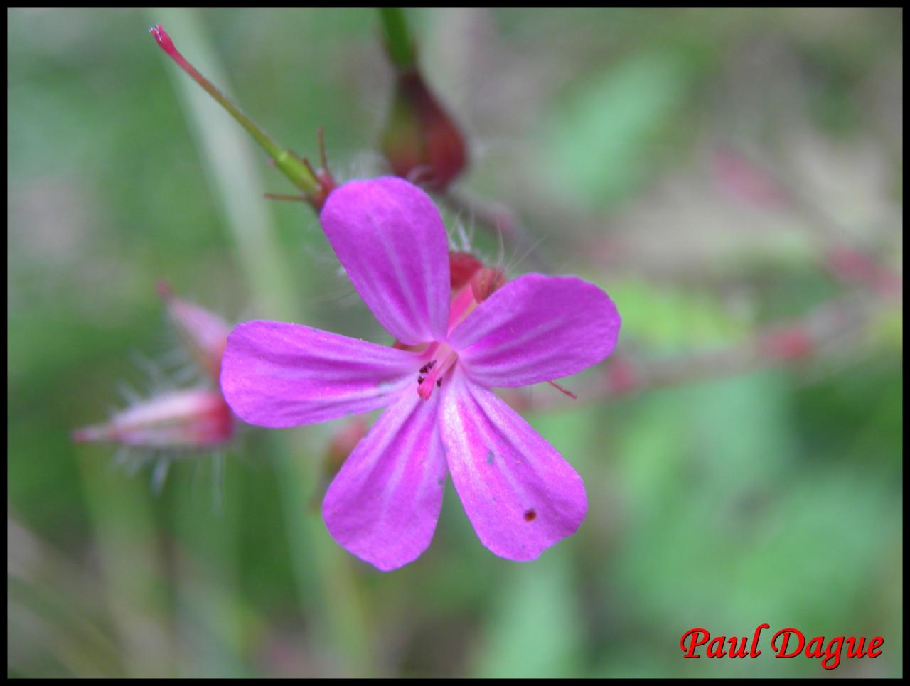 herbe à Robert-geranium robertianum-géraniacée (2)