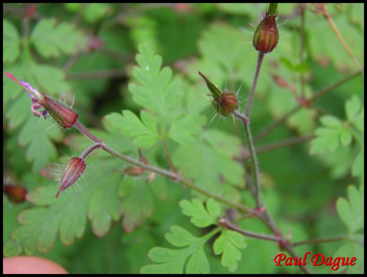 herbe à Robert-geranium robertianum-géraniacée