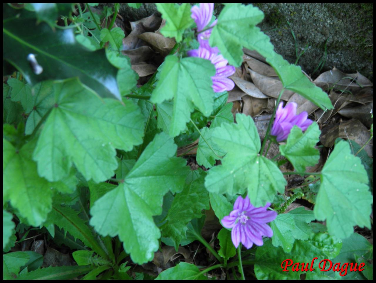 grande mauve-malva sylvestris-malvacée