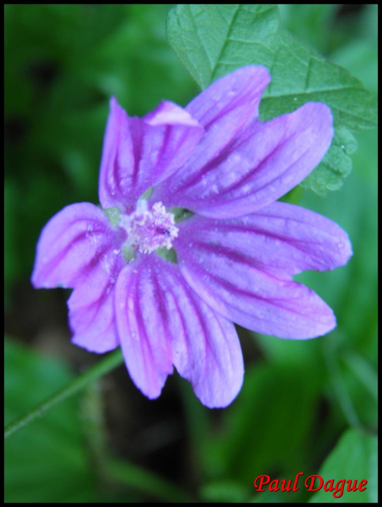 grande mauve-malva sylvestris-malvacée