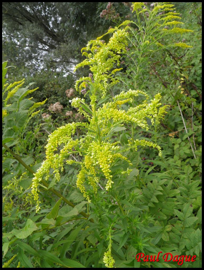 solidage du Canada-solidago canadensis-astéracée