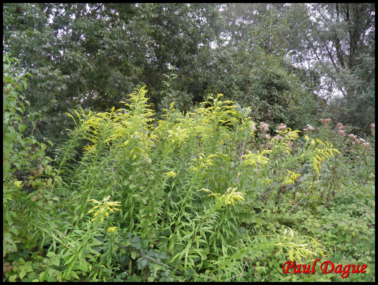 solidage du Canada-solidago canadensis-astéracée