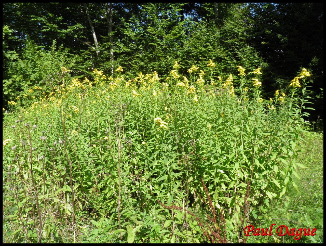 solidage geant-solidago gigantea-astéracée