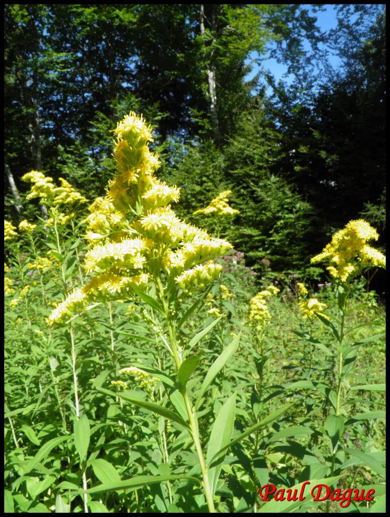 solidage geant-solidago gigantea-astéracée