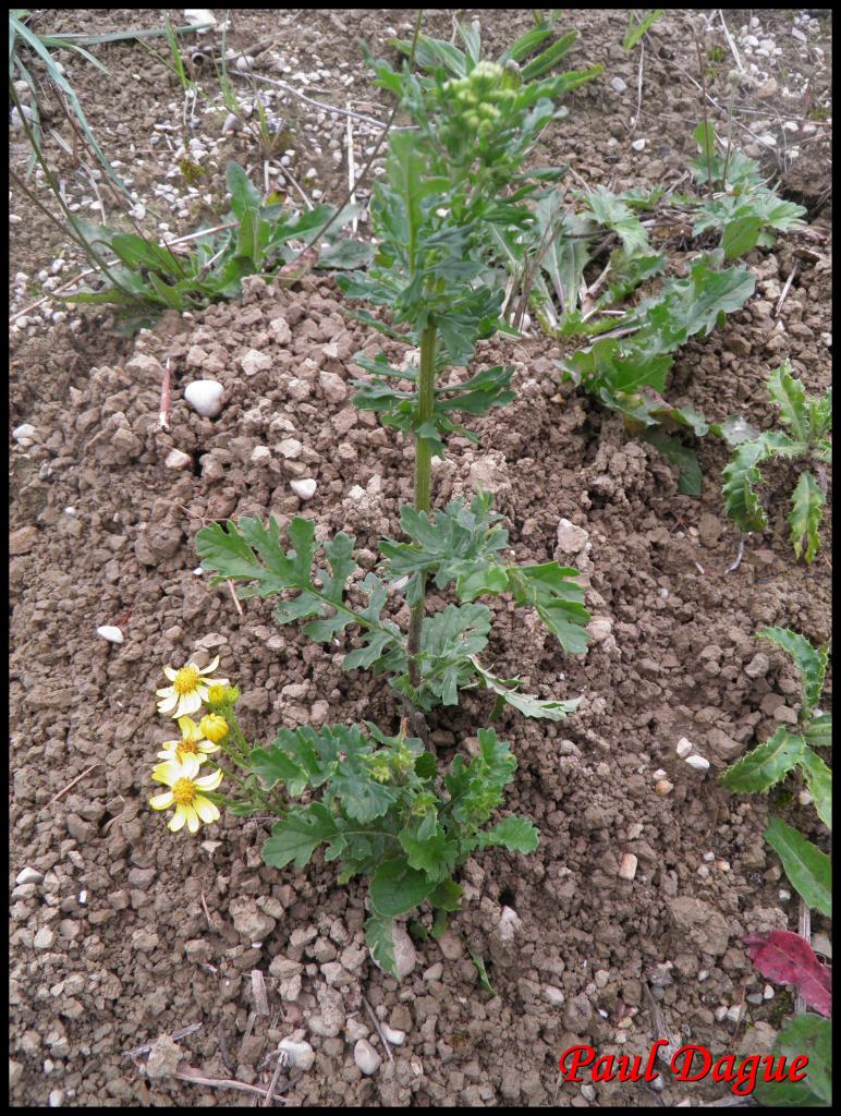 sénéçon jacobée-senecio jacobea-astéracée