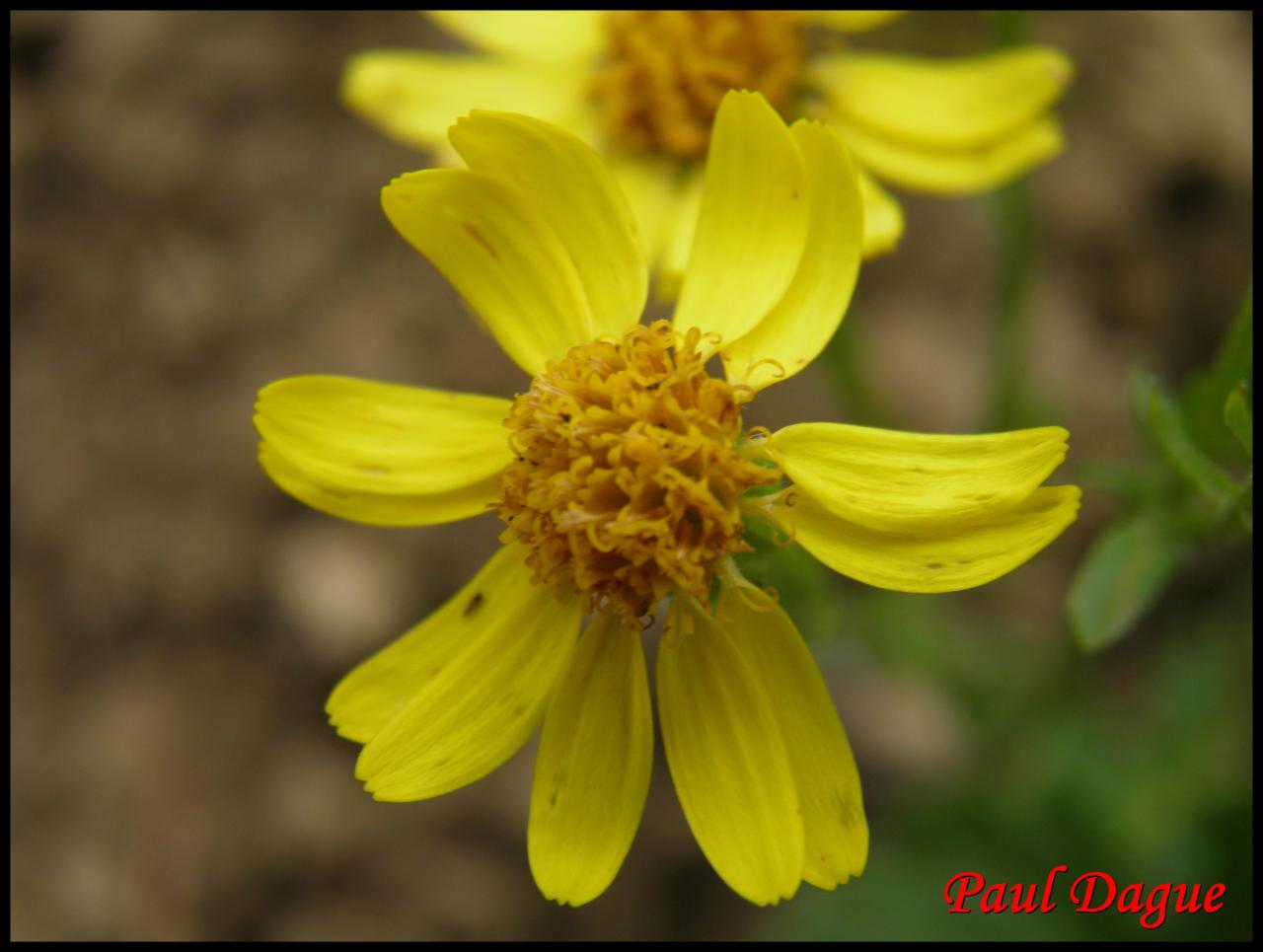 sénéçon jacobée-senecio jacobea-astéracée