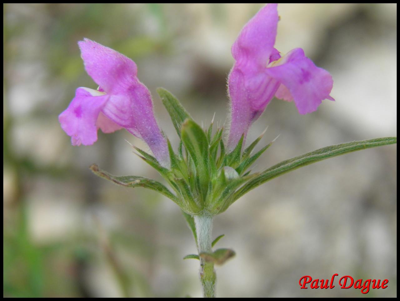 galéopsis à feuilles étroites-galeopsis angustifolia-lamiacée