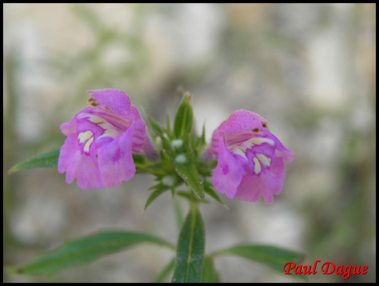 galéopsis à feuilles étroites-galeopsis angustifolia-lamiacée