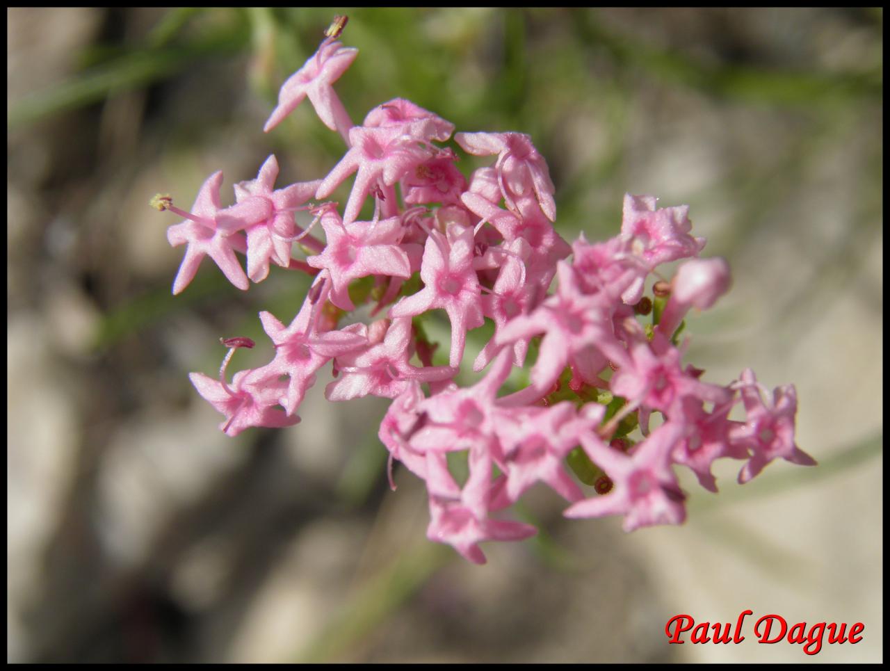 centranthe à feuilles étroites-centranthus angustifolius-valérianacée