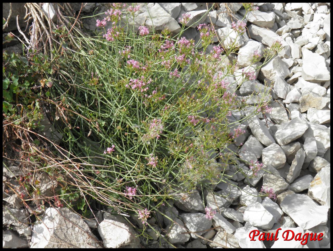 centranthe à feuilles étroites-centranthus angustifolius-valérianacée