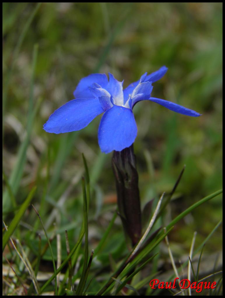 gentiane printanière-gentiana verna-gentianacée