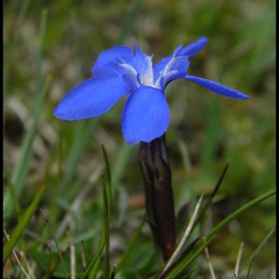 fleurs bleues à 5 pétales