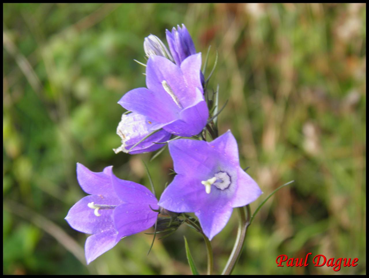 campanule à feuilles rhomboïdes-campanula rhomboïdalis-campanulacée