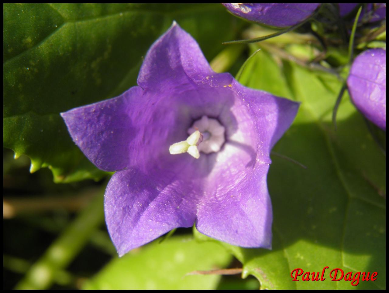 campanule à feuilles rhomboïdes-campanula rhomboïdalis-campanulacée