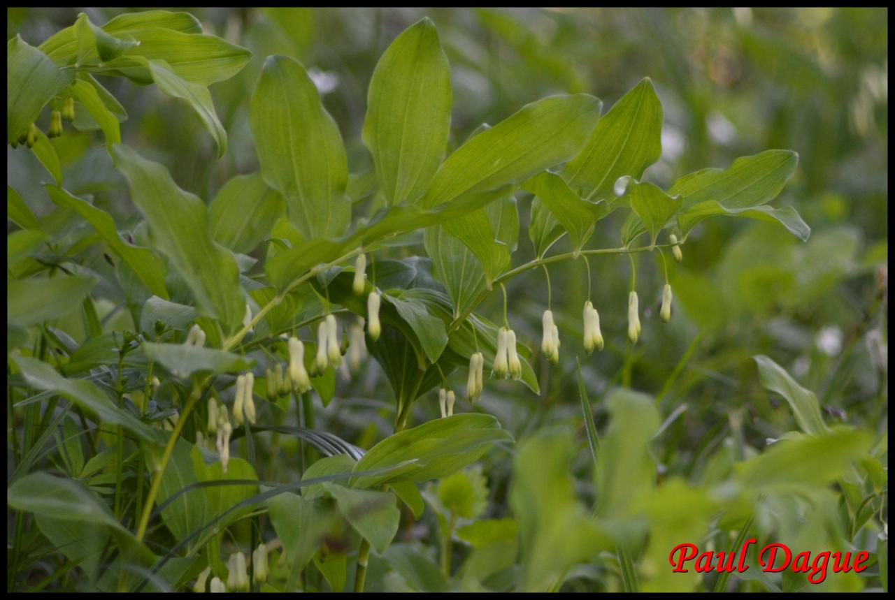 sceau de salomon multiflore-polygonatum multiflorum-convallariacée