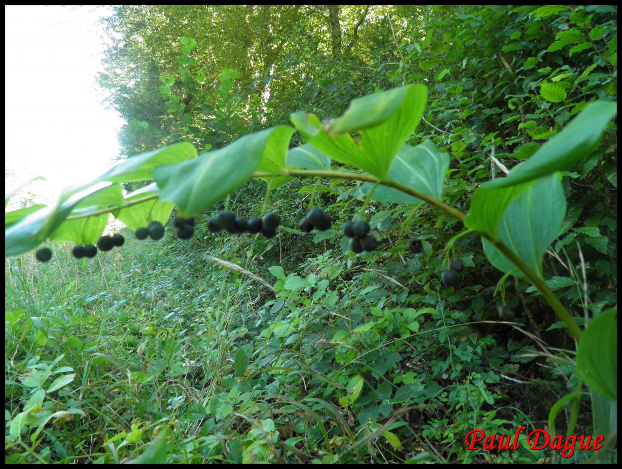 sceau de salomon multiflore-polygonatum multiflorum-convalariacée