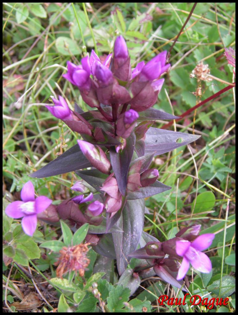 gentiane champêtre-gentianella campestris-gentianacée