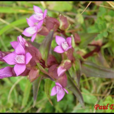 fleurs violettes à 4 pétales ou moins