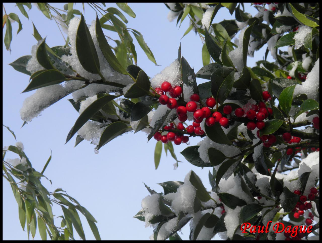 houx-ilex aquifolium-aquifoliacée