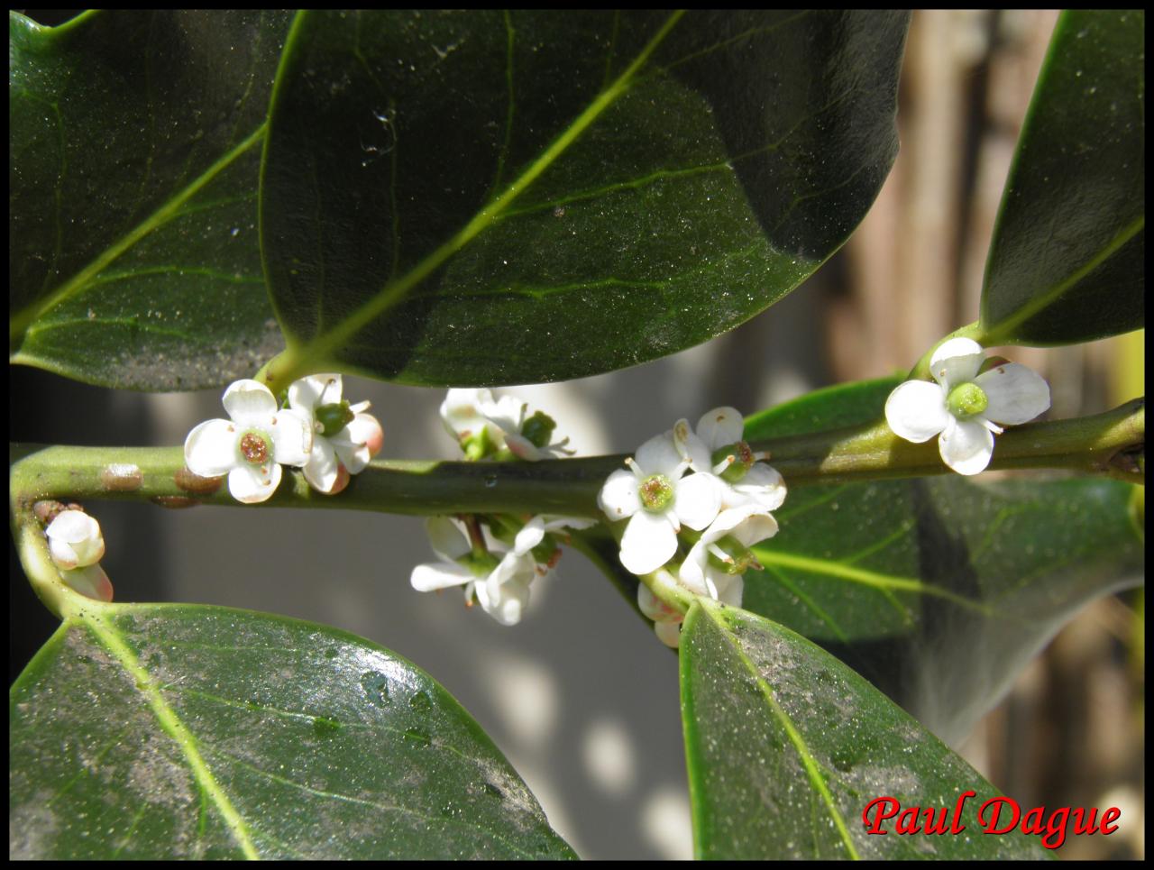 houx-ilex aquifolium-aquifoliacée