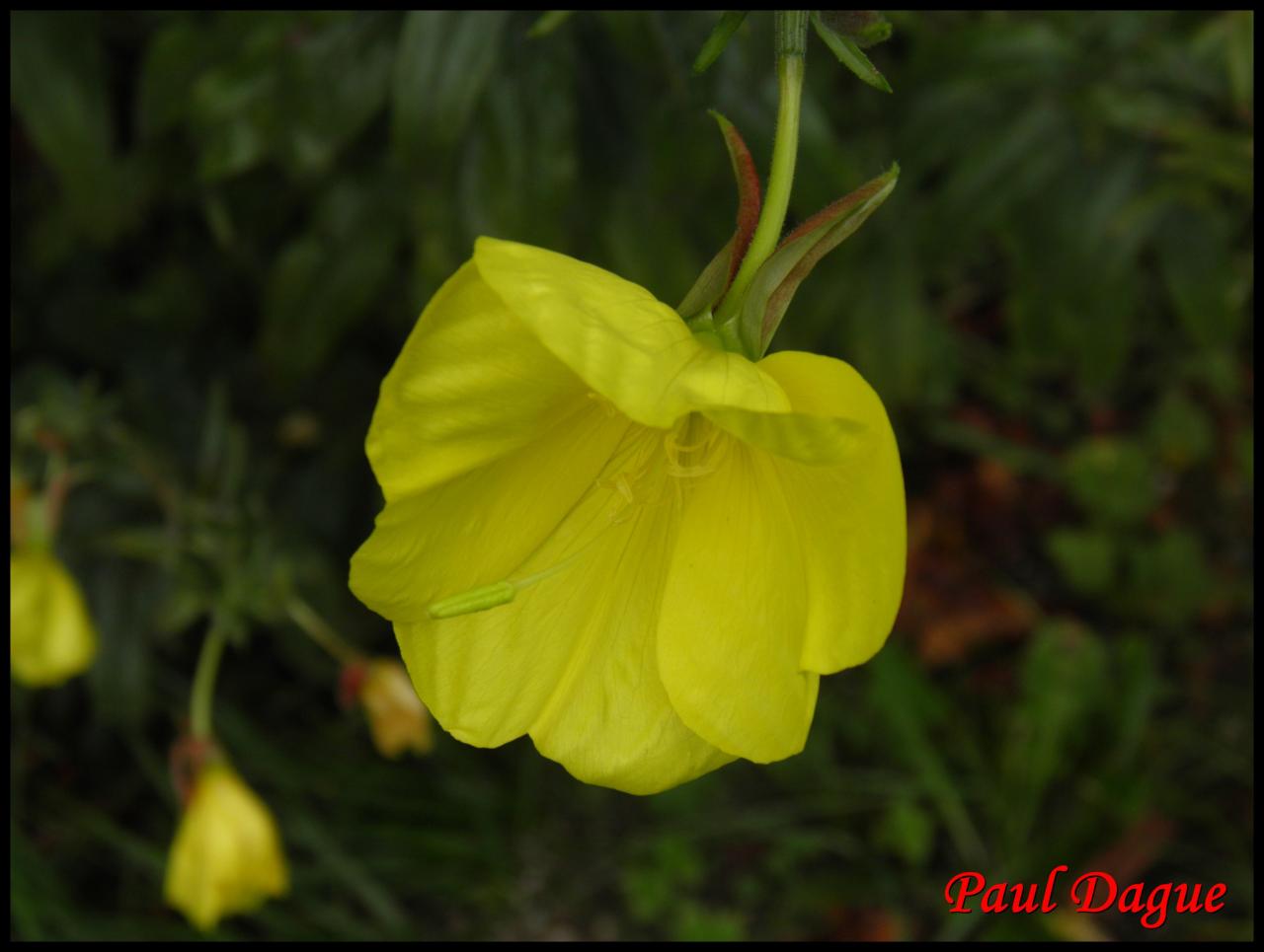 onagre de glaziou-oenothera glazioviana-onagracée