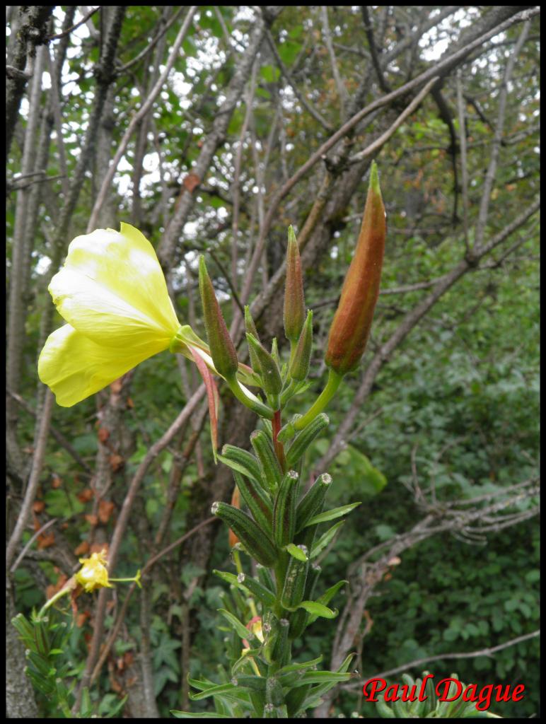 onagre de glaziou-oenothera glazioviana-onagracée