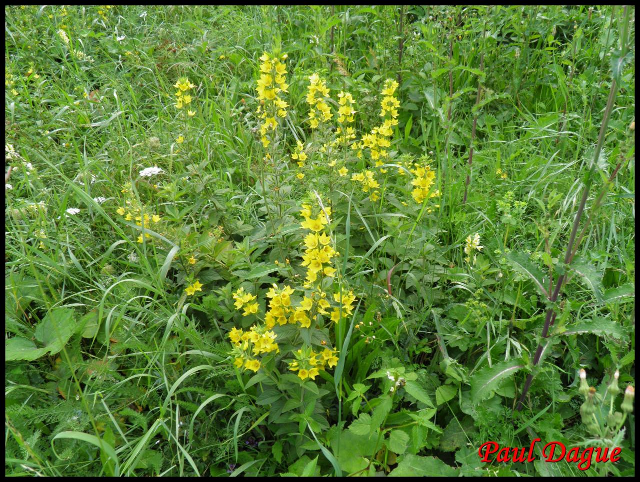 lysimaque ponctuée-lysimachia punctata-primulacée